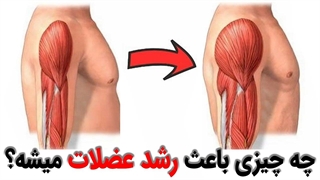 چه چیزی باعث رشد عضلات میشود؟