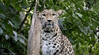 حیات وحش آمازون با کیفیت 4K