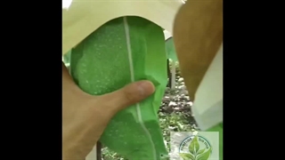 انگور موسکات نهال با ما