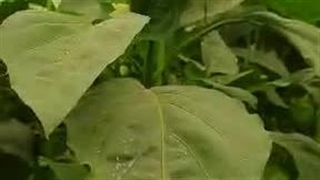 مزایای استفاده از کودهای مایع شوک و نتیجه آن در مزرعه فلفل دلمه ای