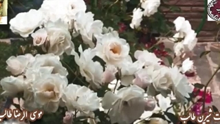 سپهر ادبیات ایرانی با ترانه و ترنم باران عشق در غزل زیبای عطر جان یار از اشعار محبوب استاد غزل م.طایفی(طالب)