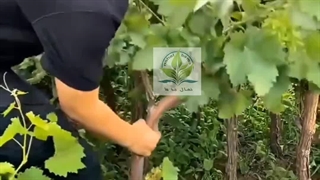 نهال انگور سویت شاپر یا بلک ویلیام نهال با ما