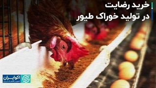 خرید رضایت در تولید خوراک طیور
