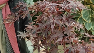 روش نگهداری گیاه افرا قرمز (0 تا 100 نکات کلیدی ) گلخانه سانا گل