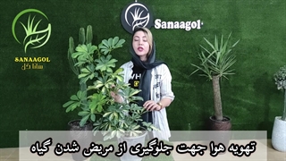 روش نگهداری گیاه شفلرا | گلخانه سانا گل