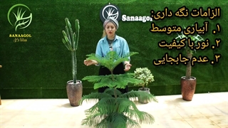 روش نگهداری گیاه کاج مطبق | سانا گل