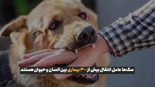 سگهای ولگرد همهجا را تسخیر کردهاند