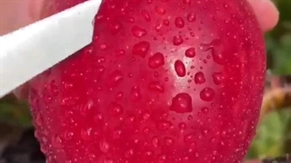 باردهی نهال سیب