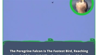The Peregrine Falcon: Earth's Supersonic Jewel