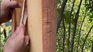 نحوه برداشت دارچین